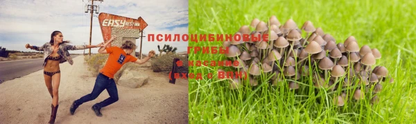 PSILOCYBIN Протвино
