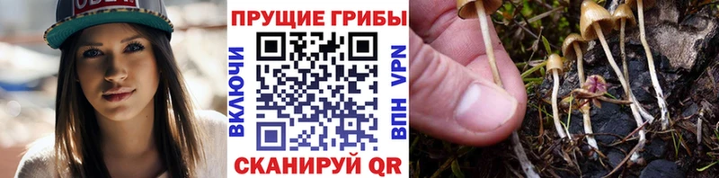 Псилоцибиновые грибы ЛСД  мега ССЫЛКА  Ростов 